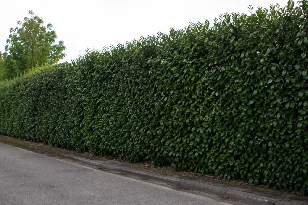 Haie haute dense et parfaitement entretenue dans un jardin résidentiel