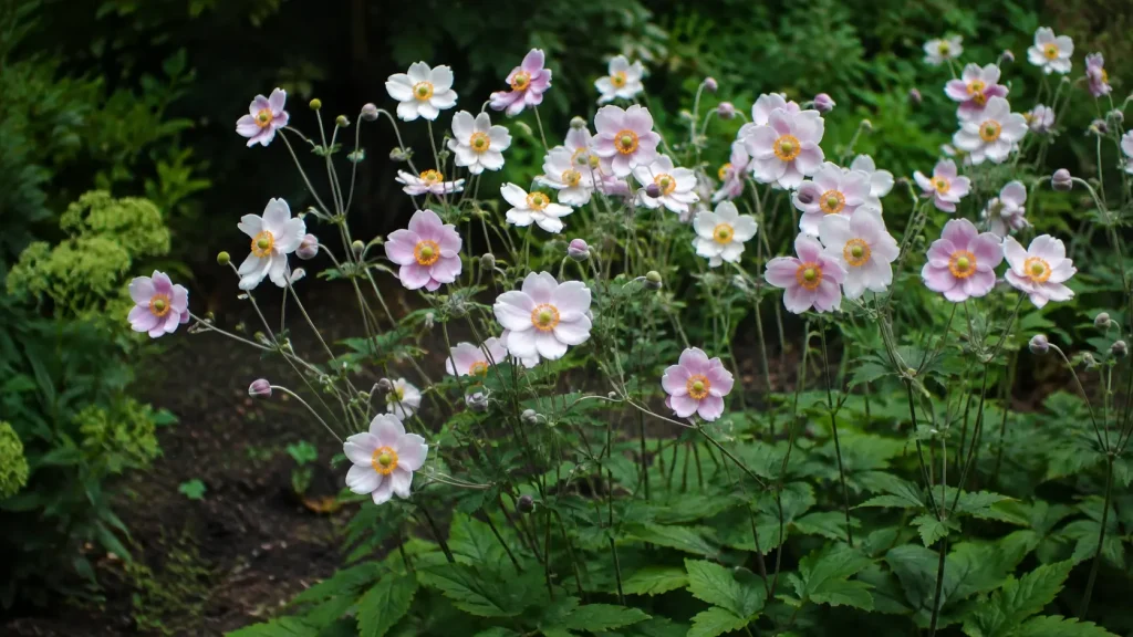 Anémones du Japon roses et blanches fleuries en septembre
